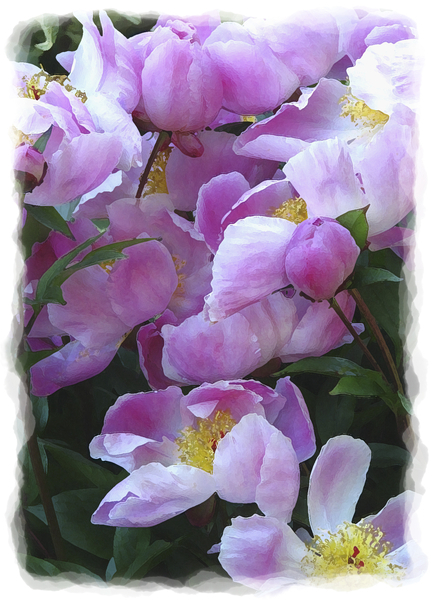 A Cascade of Pink