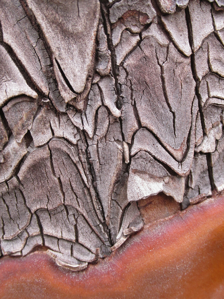 Arbutus Scales #2