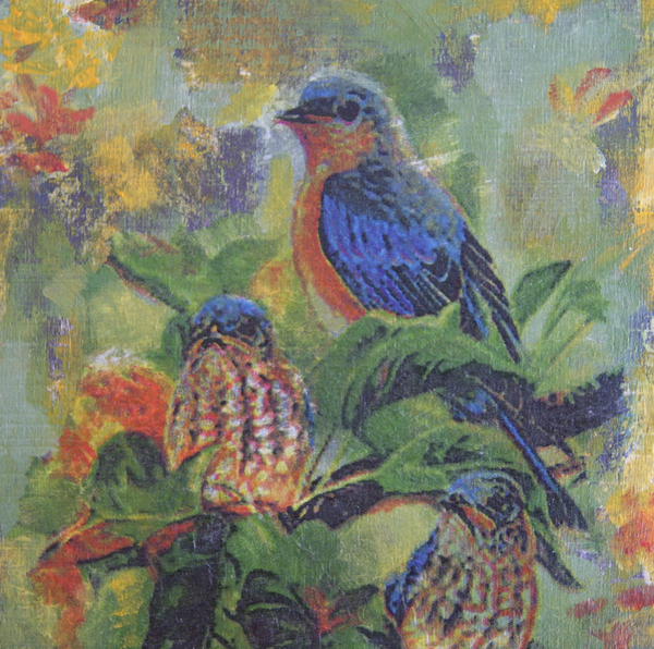 Bluebirds_6x6