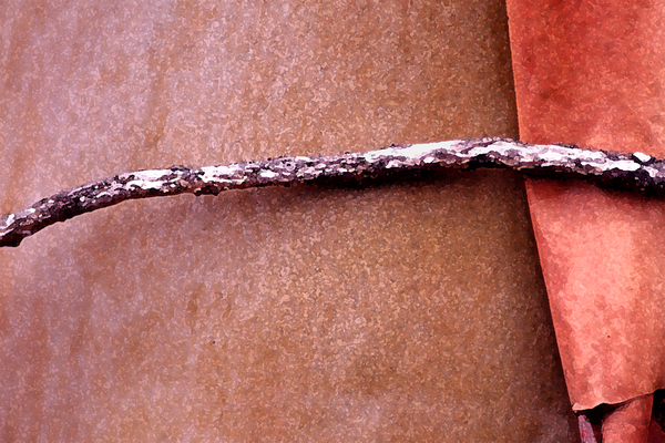 Branch Across Skin