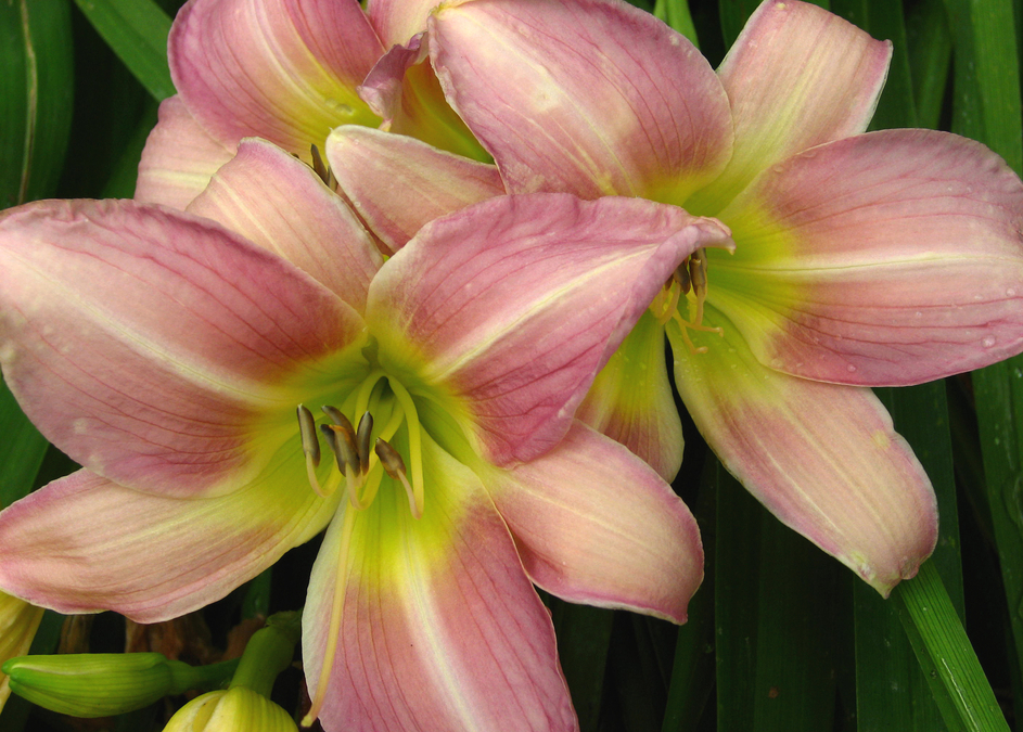 Bunch of Lilies