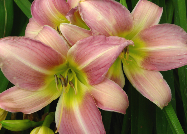 Bunch of Lilies