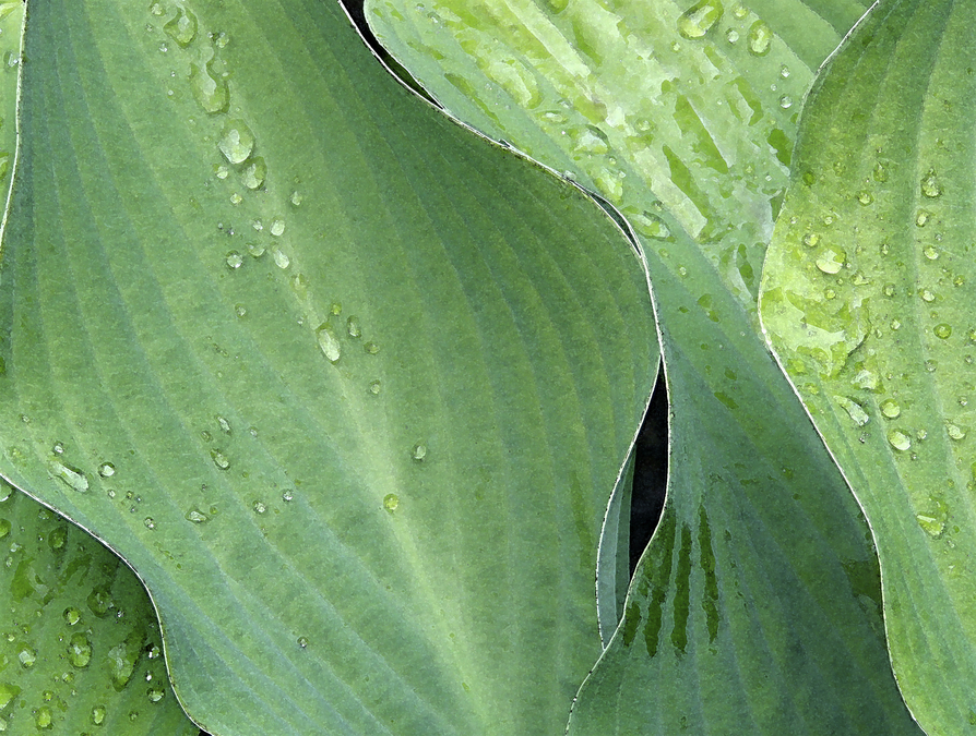 Curvy Leaves