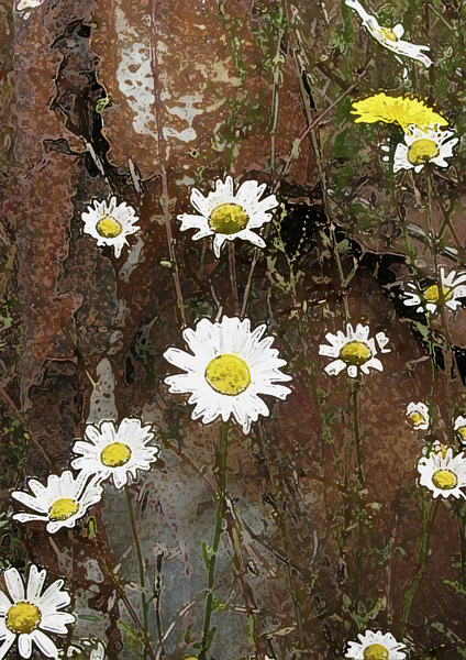 Daisies on Metal