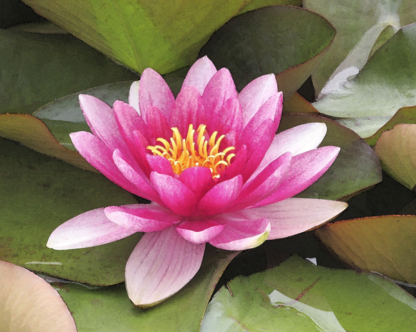 Delicate Lotus