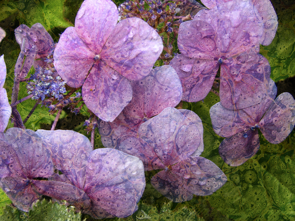 Evolving Hydrangea