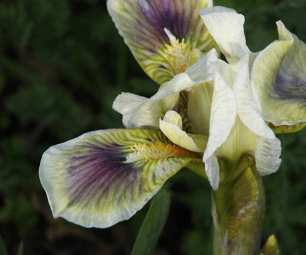 Iris Pointing
