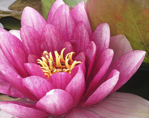 Lotus with Centre