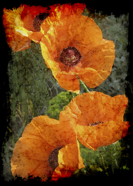 Poppies