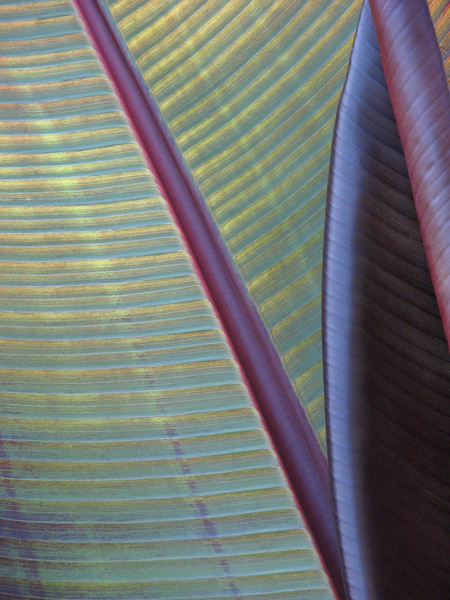 Rolled Up Banana Leaf