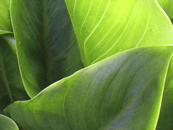 Sensuous Leaves