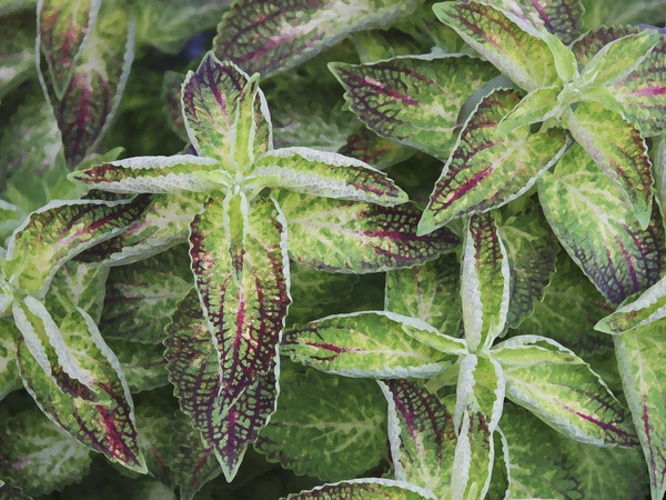 Starry Leaves