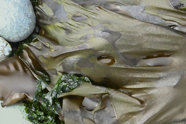 Stretched Kelp and Rocks