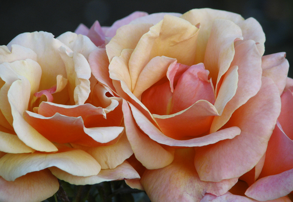 Two Roses